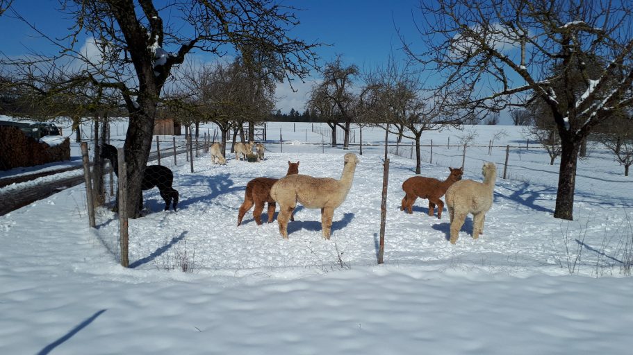 Wintersonne genießen